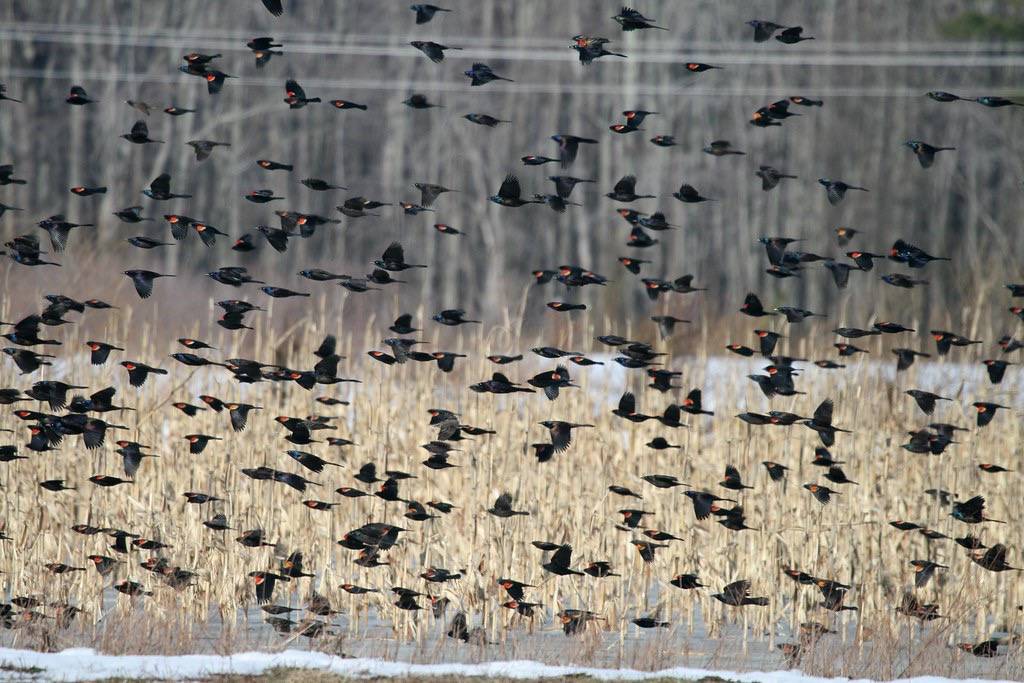 2010-02-19 Blackbirds  by magnunc is licensed under CC BY-NC 2.0